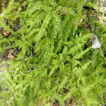 Asparagus scandens, killing another plant
