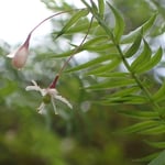 Climbing Asparagus flowers
