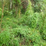 Climbing Asparagus Scandens