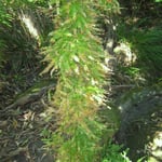 Asparagus scandens, killing another plant