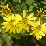 Invasive Boneseed (Osteospermum moniliferum) in Purau Bay Canterbury New Zealand