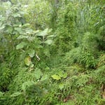 Climbing Asparagus Scandens in Thames New Zealand