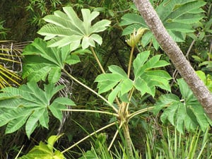 Rice-paper Plant / Tetrapanax Papyrifer Leaves