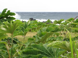 Rice-paper Plant / Tetrapanax Papyrifer habitat near ocean