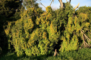 German Ivy / Delairea Odorata smothering native trees