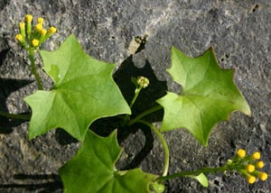 German Ivy / Delairea Odorata leaf close up