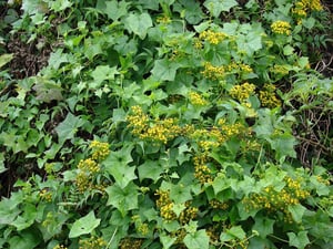 German Ivy / Delairea Odorata clump with flowers