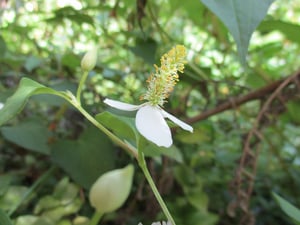 Houttuynia Cordata close up