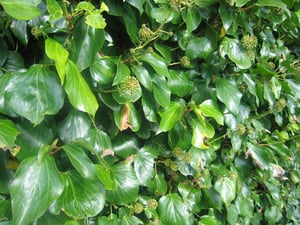 Ivy Leaf (Hedera_helix) close up