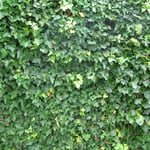 English Ivy Leaf (Hedera Helix) across wall