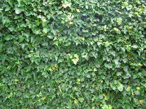 English Ivy Leaf (Hedera Helix) across wall