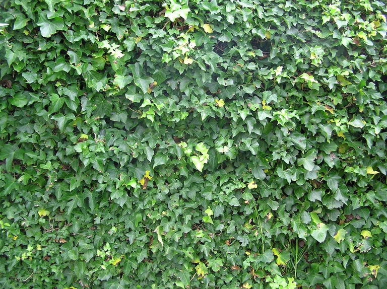 English Ivy Leaf (Hedera Helix) across wall