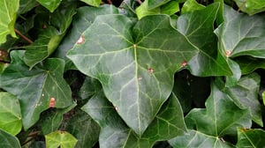 English Ivy Leaf (Hedera Helix)