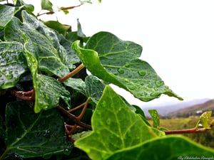 English Ivy Leaf (Hedera Helix) close up