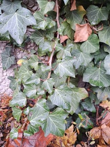 English Ivy Leaf (Hedera Helix) on wall