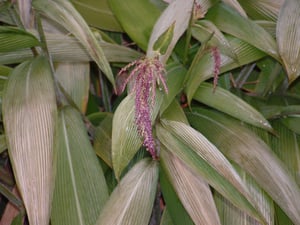 Palm Grass close up flowers