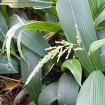 Palm Grass