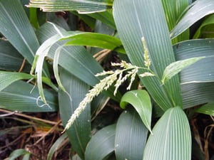 Palm Grass