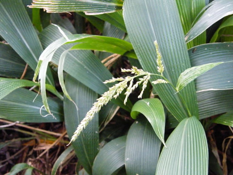Palm Grass