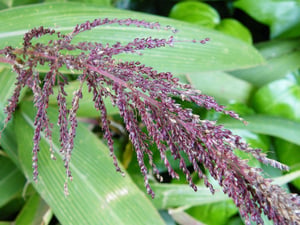 Palm Grass close up