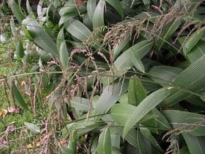 Palm Grass shrub