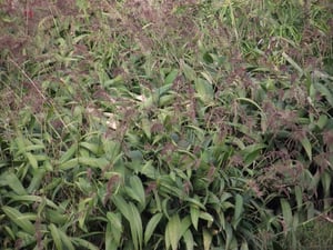 Palm Grass clump