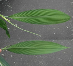 Palm Grass close up leaves