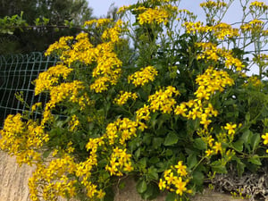 Cape Ivy Senecio Angulatus on fence