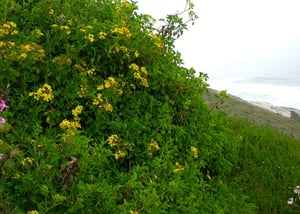 Cape Ivy Senecio Angulatus on coastal cliff