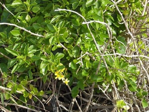 Cape Ivy Senecio Angulatus close up vines