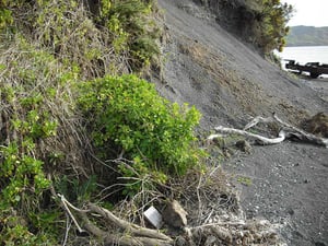 Cape Ivy Senecio Angulatus on beach sand bank