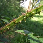 sharp thorny wild blackberry on Waiheke Island