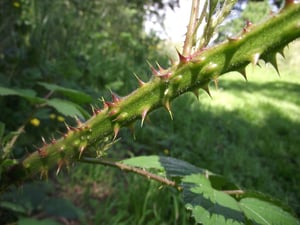sharp thorny wild blackberry on Waiheke Island