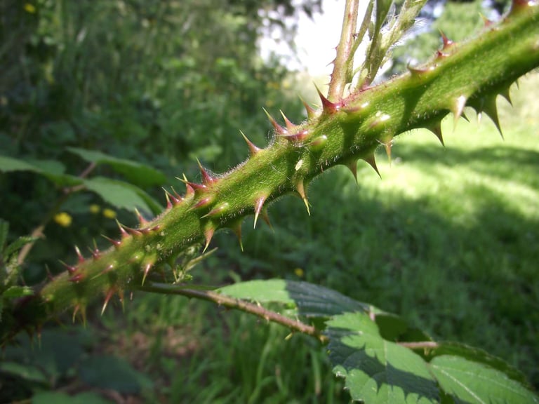 sharp thorny wild blackberry on Waiheke Island