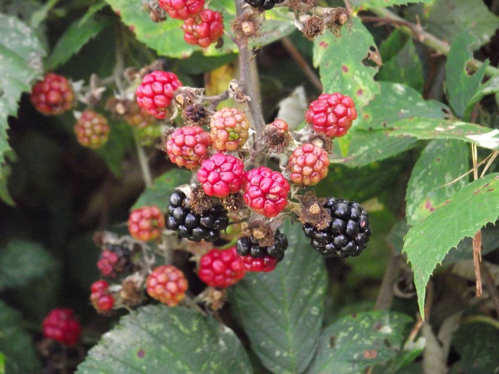 Attractive looking red and black fruit on the wild blackberry bush