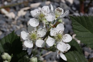 Wild blackberry white flowers