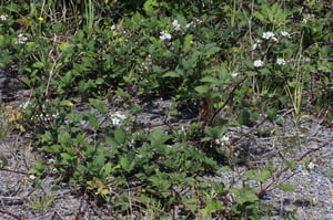Wild blackberry bush going rampant in New Zealand
