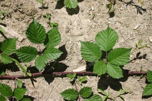 Blackberry thorny tendrils