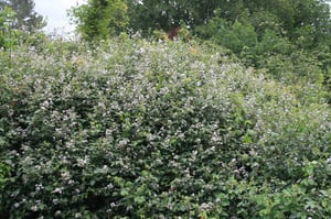 Wild blackberry bush going rampant in New Zealand