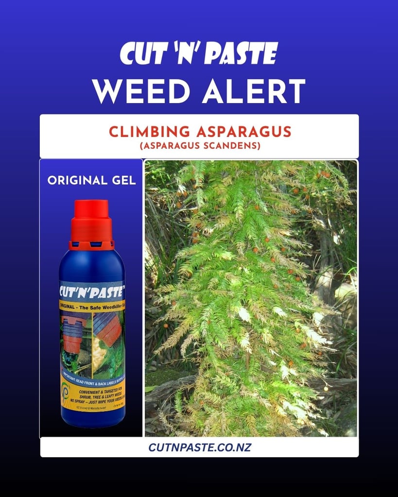 an image of climbing asparagus scandens