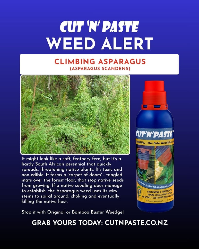 an image of climbing asparagus scandens explaining how to treat it