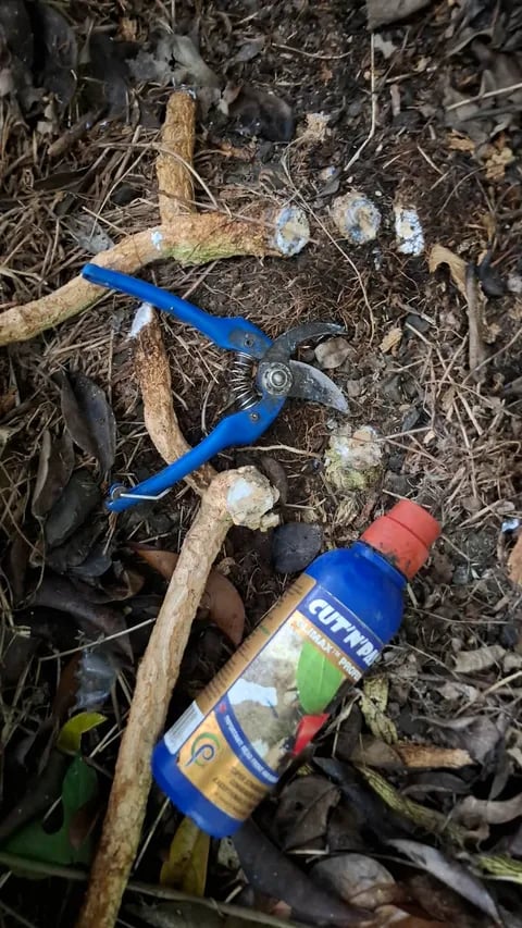 Blue pruning shears and a bottle of Cut'n'Paste weed gel lying on the ground next to freshly cut vine stems.