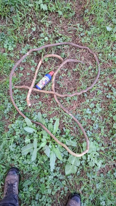 A long, thick vine coiled in a large loop on the grass with a bottle of weed gel placed inside.