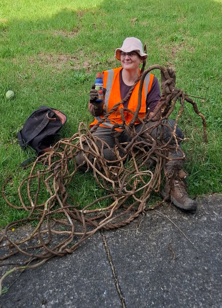 A woman wearing a high-vis vest and sun hat sitting on the grass holding a bottle of weed gel next to a large pile of pulled thick vines and roots.