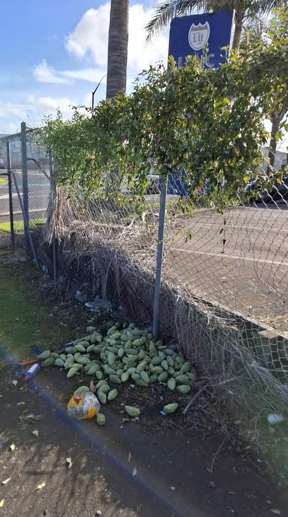 Moth plant stack of pods to be disposed of