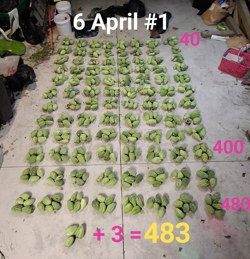 Huge haul of moth plant pods