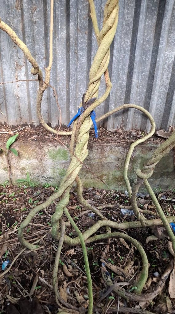 A long, thick vine coiled in a large loop ready to be cut with shears