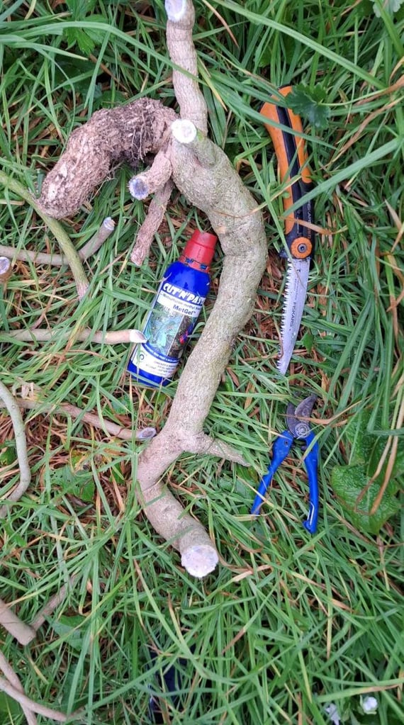 Moth plant vine that has been cut and treated with herbicide