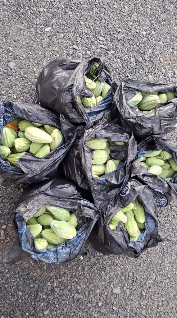 Huge haul of moth plant pods in bin bags ready for responsible disposal