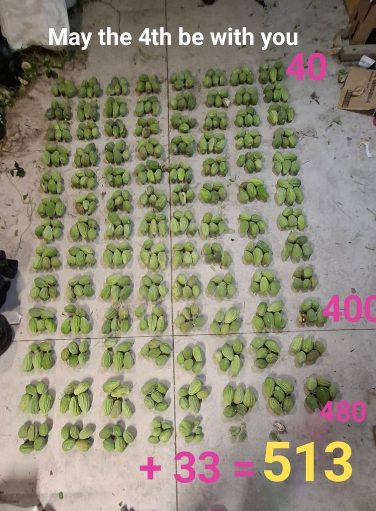 Huge haul of moth plant pods laid on the ground